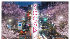 くにたち桜ライトアップ2019　五分咲きスタート〜4/7（日）まで