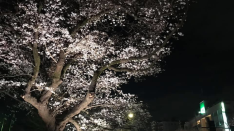 幻想的な夜のお花見「くにたち桜ライトアップ」
