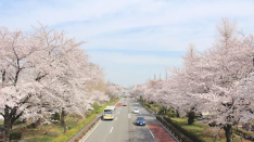 連載【国立暮らし１年目】（4）３キロメートルつづく桜の並木道