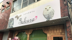 フクロウカフェ　SAKURA　オープン!