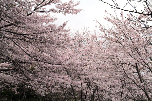 寺尾の桜1